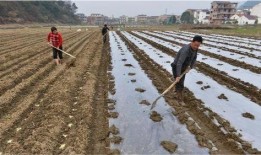 种地收益现状最新爆料,收益现状与未来展望