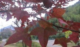 丹枫秋意爆料最新消息,最新热点事件深度解析