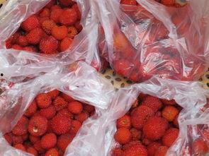 厦门野草莓爆料案件最新,真相渐露，网络舆论漩涡中的法律拷问